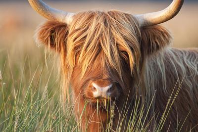 Highland Cattle Chewing on Grass' Photographic Print | Art.com