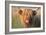 Highland Cattle Chewing on Grass-null-Framed Photographic Print