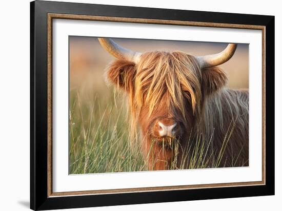 Highland Cattle Chewing on Grass-null-Framed Photographic Print