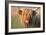 Highland Cattle Chewing on Grass-null-Framed Photographic Print