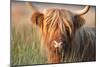 Highland Cattle Chewing on Grass-null-Mounted Photographic Print