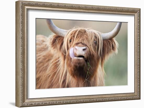 Highland Cattle Chewing on Grass-null-Framed Photographic Print