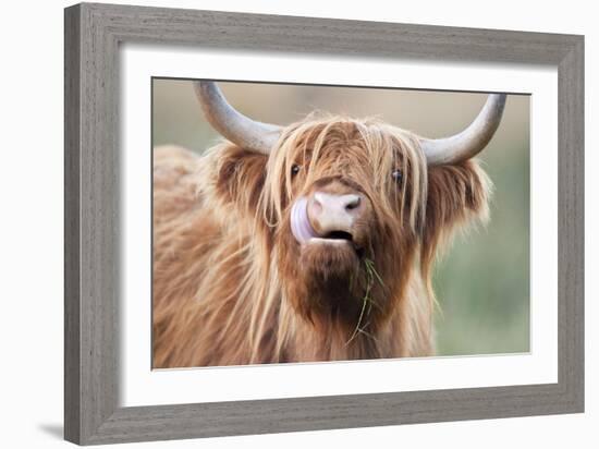 Highland Cattle Chewing on Grass-null-Framed Photographic Print