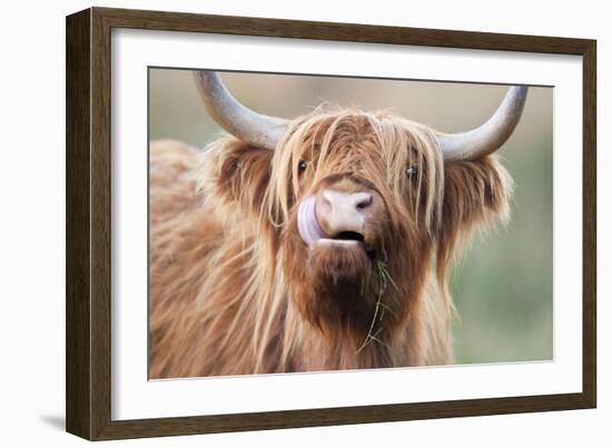 Highland Cattle Chewing on Grass-null-Framed Photographic Print