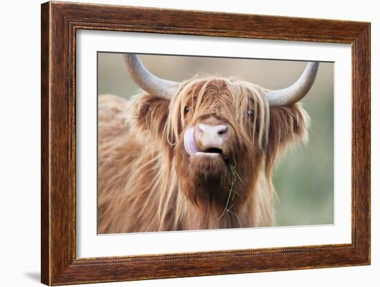 Highland Cattle Chewing on Grass-null-Framed Photographic Print