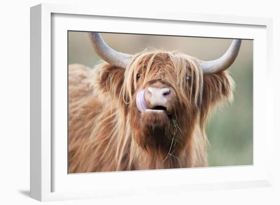 Highland Cattle Chewing on Grass-null-Framed Photographic Print
