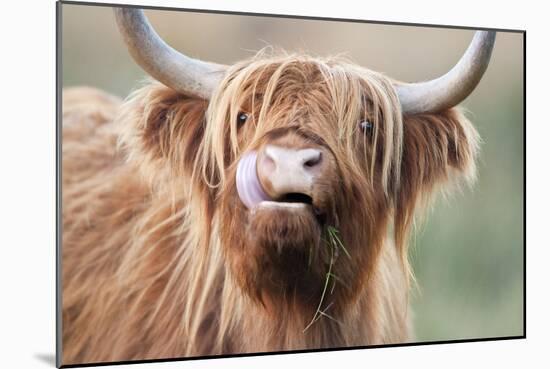 Highland Cattle Chewing on Grass-null-Mounted Photographic Print