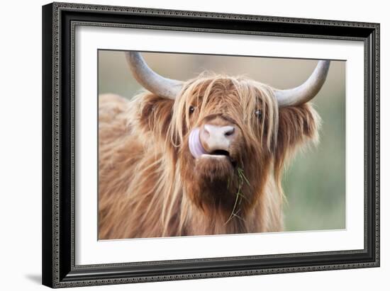 Highland Cattle Chewing on Grass-null-Framed Photographic Print