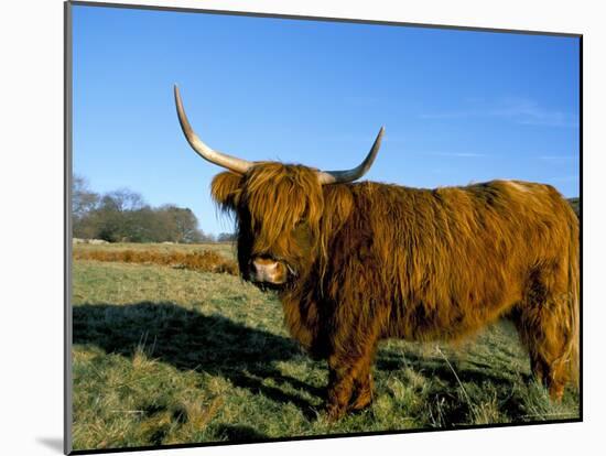 Highland Cattle Conservation Grazing on Arnside Knott, Cumbria, United Kingdom-Steve & Ann Toon-Mounted Photographic Print