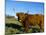 Highland Cattle Conservation Grazing on Arnside Knott, Cumbria, United Kingdom-Steve & Ann Toon-Mounted Photographic Print