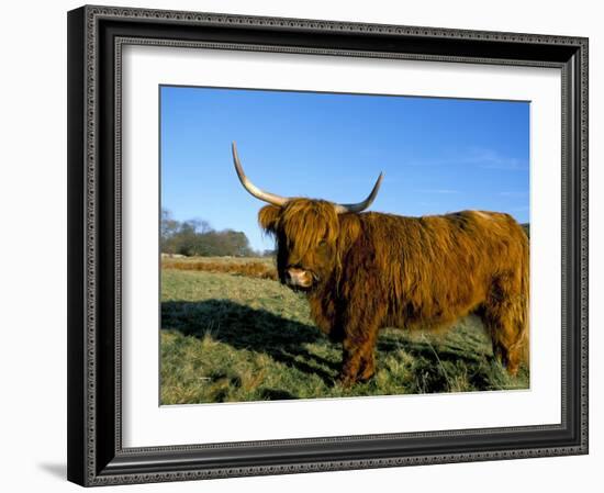 Highland Cattle Conservation Grazing on Arnside Knott, Cumbria, United Kingdom-Steve & Ann Toon-Framed Photographic Print