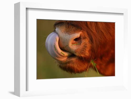 Highland Cattle Cow (Bos Taurus) Cleaning Nose With Tongue-Widstrand-Framed Photographic Print