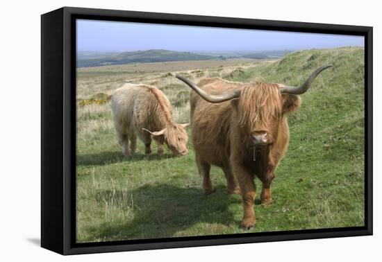 Highland Cattle Grazing on Dartmoor, Dartmoor National Park, Devon, England, United Kingdom, Europe-James Emmerson-Framed Premier Image Canvas