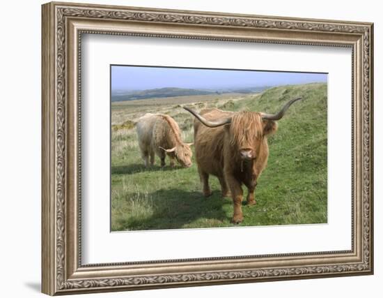 Highland Cattle Grazing on Dartmoor, Dartmoor National Park, Devon, England, United Kingdom, Europe-James Emmerson-Framed Photographic Print