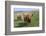 Highland Cattle Grazing on Dartmoor, Dartmoor National Park, Devon, England, United Kingdom, Europe-James Emmerson-Framed Photographic Print