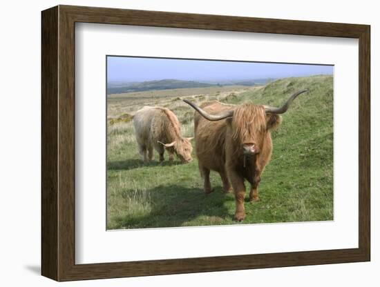 Highland Cattle Grazing on Dartmoor, Dartmoor National Park, Devon, England, United Kingdom, Europe-James Emmerson-Framed Photographic Print