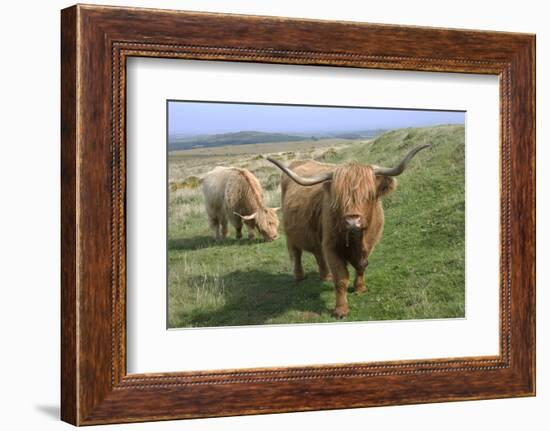 Highland Cattle Grazing on Dartmoor, Dartmoor National Park, Devon, England, United Kingdom, Europe-James Emmerson-Framed Photographic Print