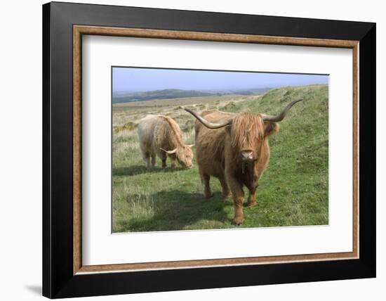 Highland Cattle Grazing on Dartmoor, Dartmoor National Park, Devon, England, United Kingdom, Europe-James Emmerson-Framed Photographic Print