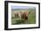 Highland Cattle Grazing on Dartmoor, Dartmoor National Park, Devon, England, United Kingdom, Europe-James Emmerson-Framed Photographic Print