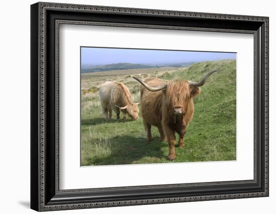 Highland Cattle Grazing on Dartmoor, Dartmoor National Park, Devon, England, United Kingdom, Europe-James Emmerson-Framed Photographic Print