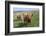 Highland Cattle Grazing on Dartmoor, Dartmoor National Park, Devon, England, United Kingdom, Europe-James Emmerson-Framed Photographic Print