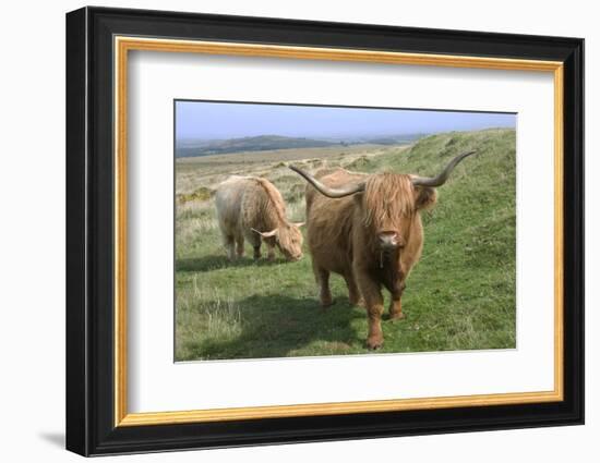 Highland Cattle Grazing on Dartmoor, Dartmoor National Park, Devon, England, United Kingdom, Europe-James Emmerson-Framed Photographic Print