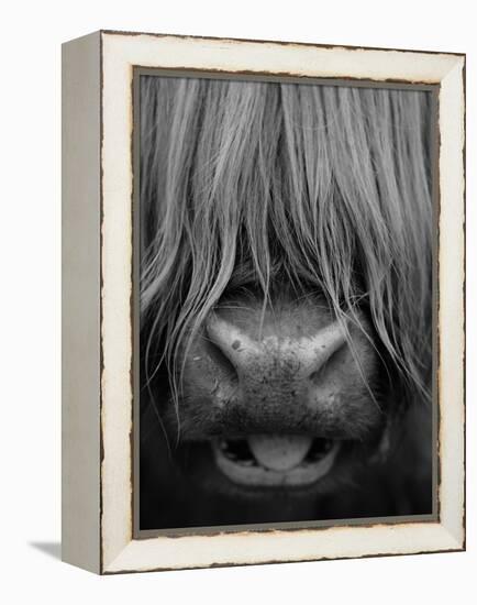 Highland Cattle, Head Close-Up, Scotland-Niall Benvie-Framed Premier Image Canvas