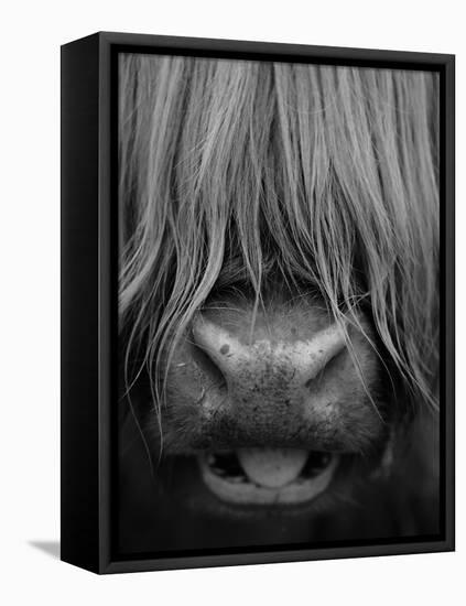 Highland Cattle, Head Close-Up, Scotland-Niall Benvie-Framed Premier Image Canvas