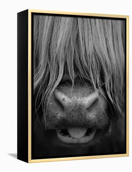 Highland Cattle, Head Close-Up, Scotland-Niall Benvie-Framed Premier Image Canvas