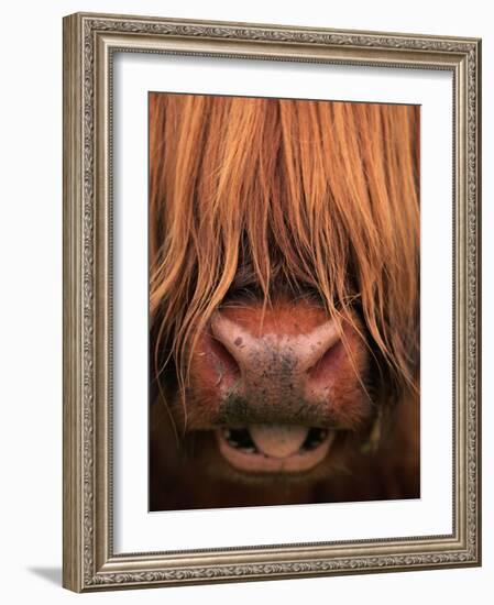 Highland Cattle, Head Close-Up, Scotland-Niall Benvie-Framed Photographic Print