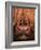 Highland Cattle, Head Close-Up, Scotland-Niall Benvie-Framed Photographic Print