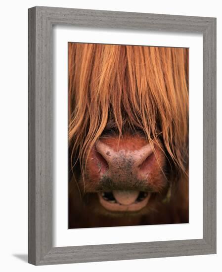 Highland Cattle, Head Close-Up, Scotland-Niall Benvie-Framed Photographic Print