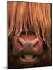 Highland Cattle, Head Close-Up, Scotland-Niall Benvie-Mounted Photographic Print