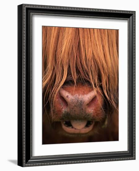 Highland Cattle, Head Close-Up, Scotland-Niall Benvie-Framed Photographic Print