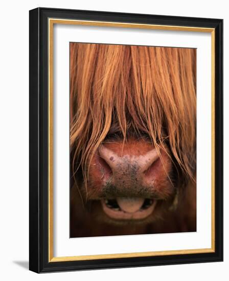 Highland Cattle, Head Close-Up, Scotland-Niall Benvie-Framed Photographic Print