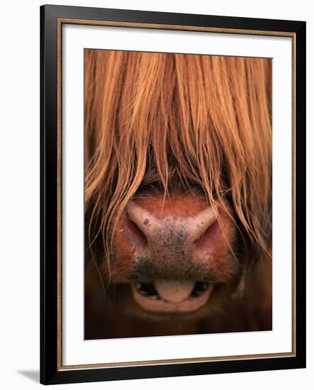 Highland Cattle, Head Close-Up, Scotland-Niall Benvie-Framed Photographic Print