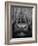 Highland Cattle, Head Close-Up, Scotland-Niall Benvie-Framed Photographic Print