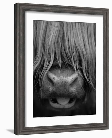 Highland Cattle, Head Close-Up, Scotland-Niall Benvie-Framed Photographic Print