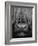 Highland Cattle, Head Close-Up, Scotland-Niall Benvie-Framed Photographic Print