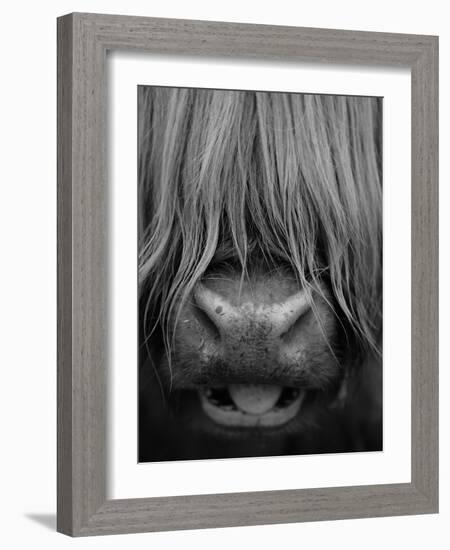 Highland Cattle, Head Close-Up, Scotland-Niall Benvie-Framed Photographic Print