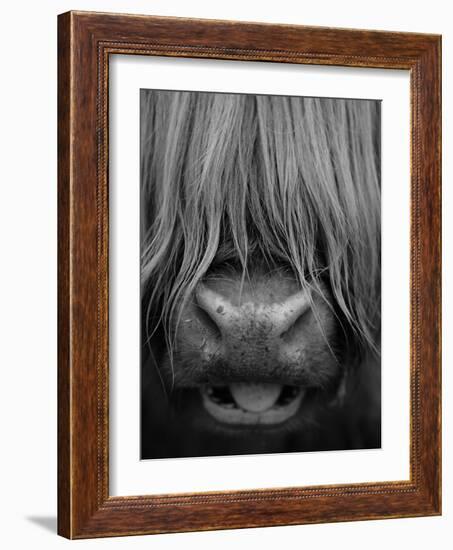 Highland Cattle, Head Close-Up, Scotland-Niall Benvie-Framed Photographic Print