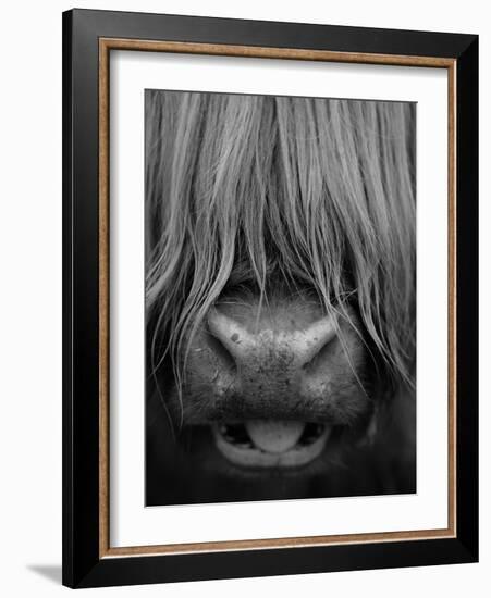 Highland Cattle, Head Close-Up, Scotland-Niall Benvie-Framed Photographic Print