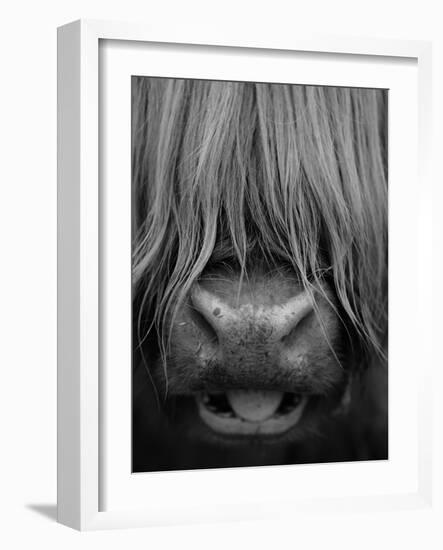 Highland Cattle, Head Close-Up, Scotland-Niall Benvie-Framed Photographic Print