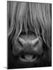 Highland Cattle, Head Close-Up, Scotland-Niall Benvie-Mounted Photographic Print