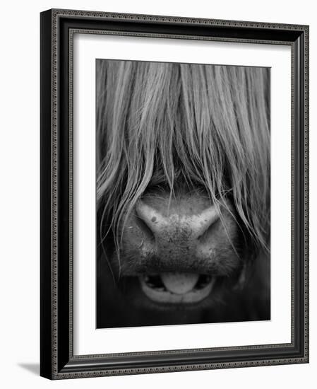 Highland Cattle, Head Close-Up, Scotland-Niall Benvie-Framed Photographic Print