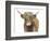 Highland Cattle II-Grace Popp-Framed Art Print