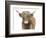 Highland Cattle II-Grace Popp-Framed Art Print