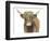 Highland Cattle II-Grace Popp-Framed Art Print