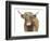 Highland Cattle II-Grace Popp-Framed Art Print