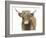 Highland Cattle II-Grace Popp-Framed Art Print